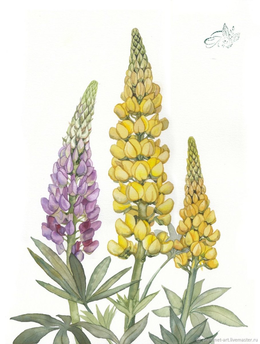 Люпины в Ботанической живописи