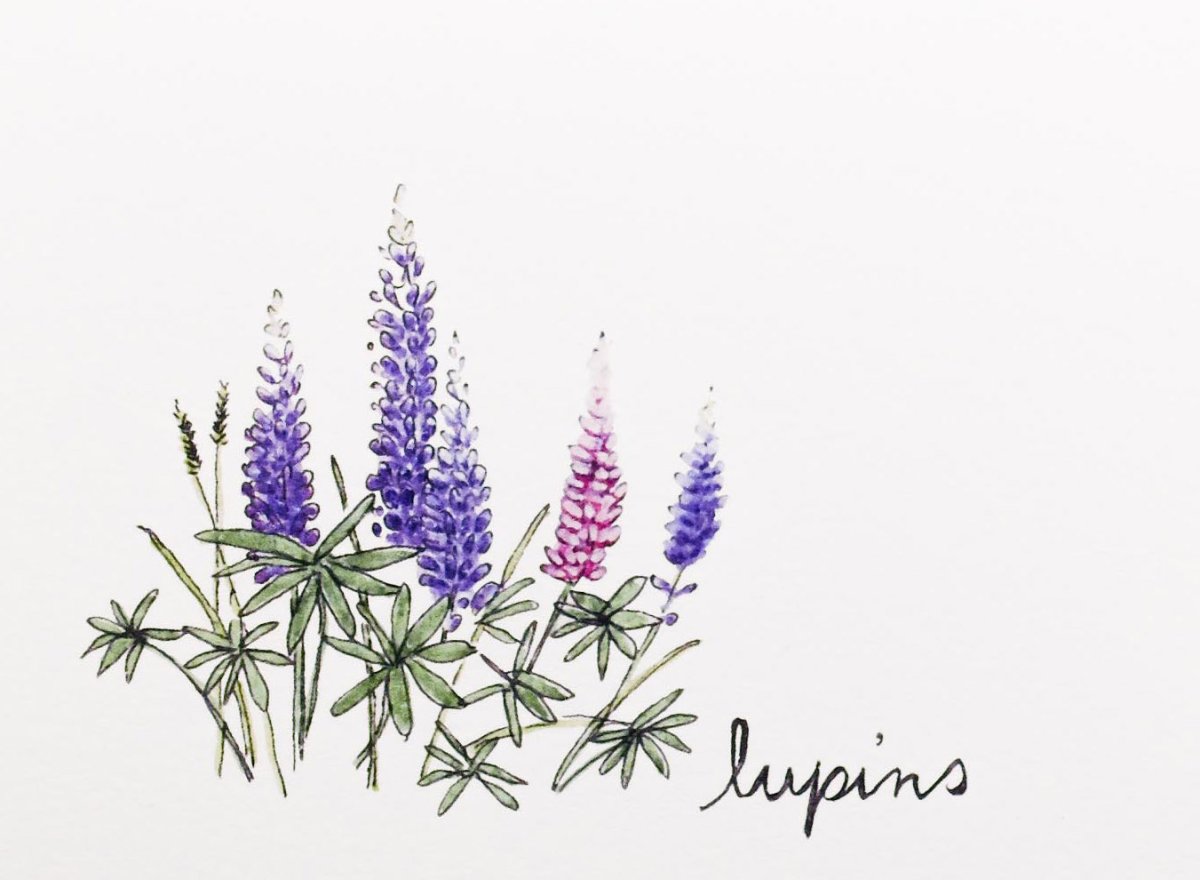 Люпин акварель цветок