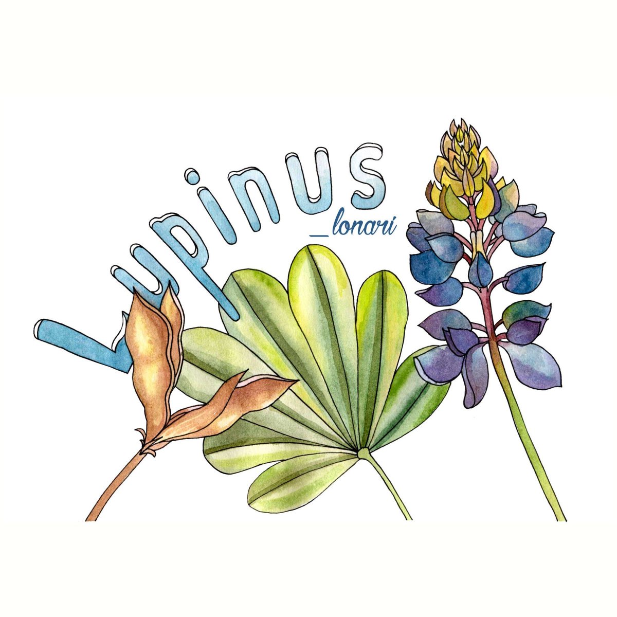 Раскраска Люпин цветок