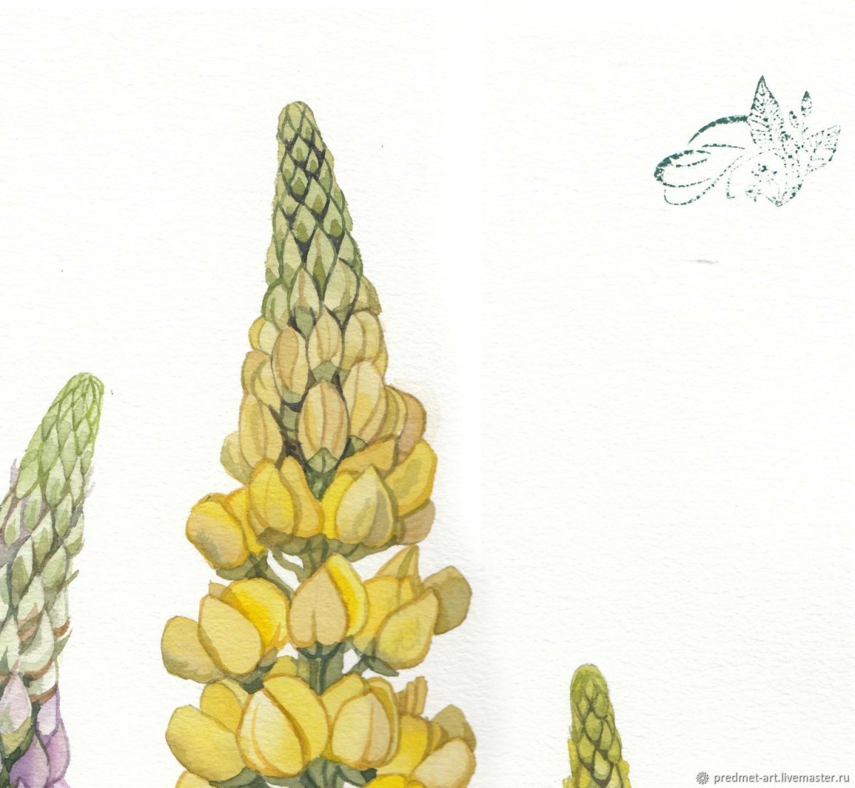 Люпины в Ботанической живописи