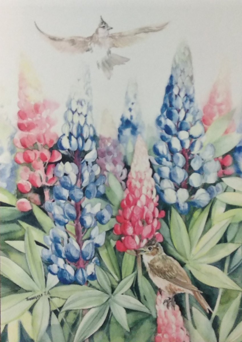 Люпин рисунок