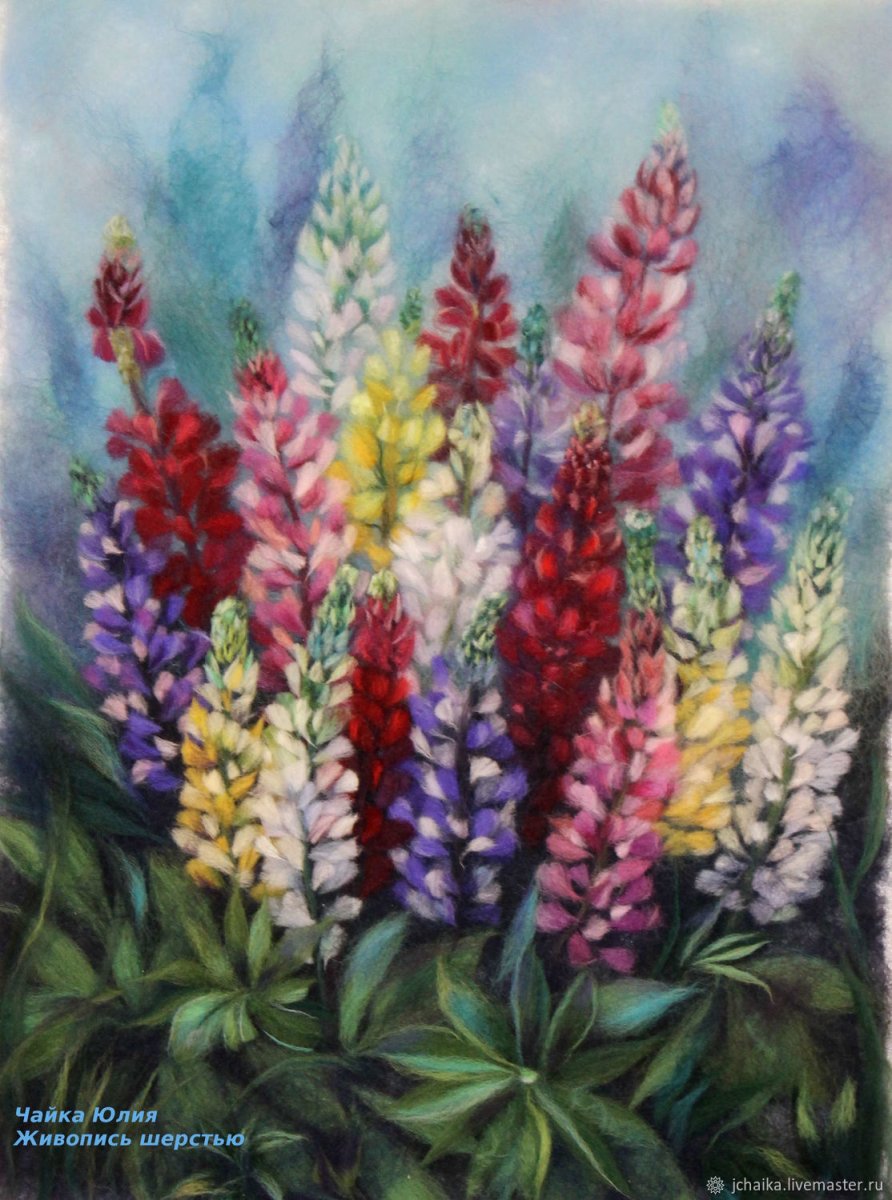 Люпин — Lupinus рисунок