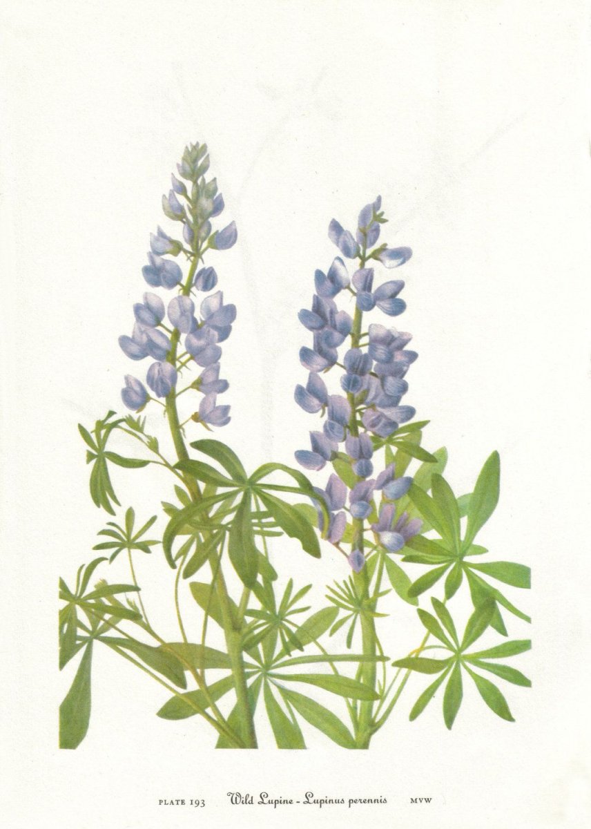 Люпин вектор