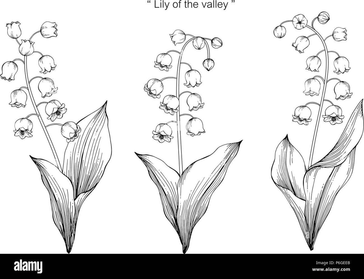 Стилизованные Ландыши Графика