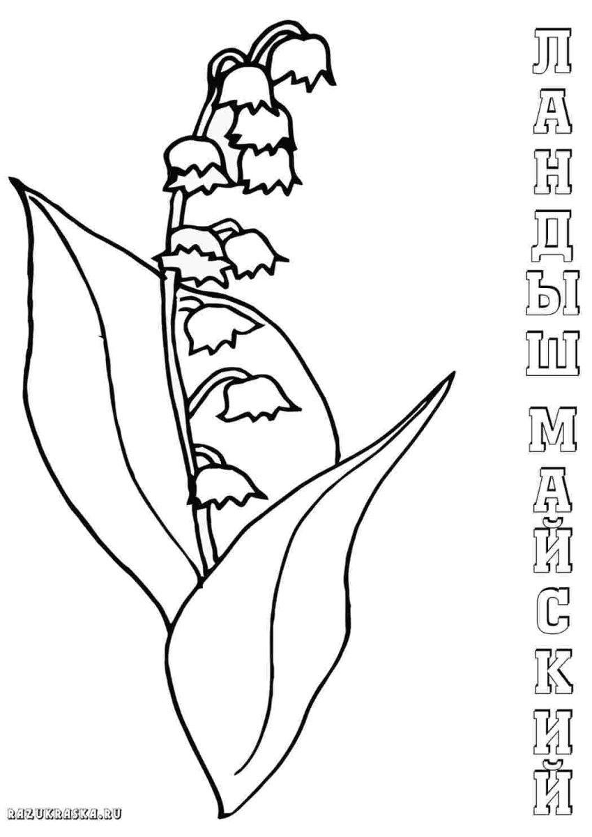 Ландыш раскраска для детей