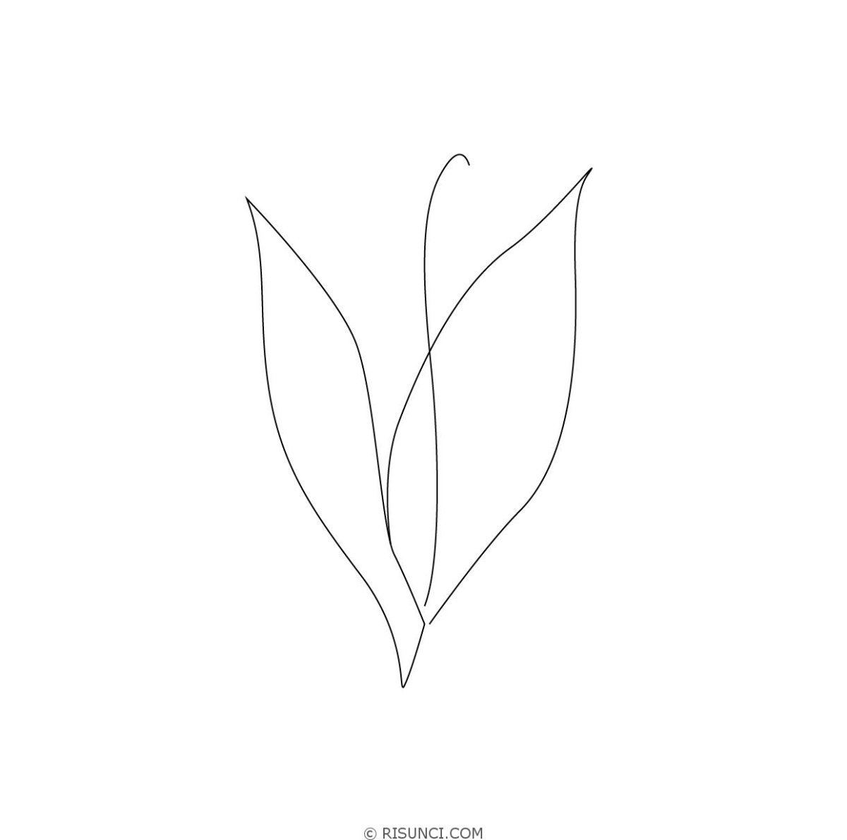 Ландыш рисунок