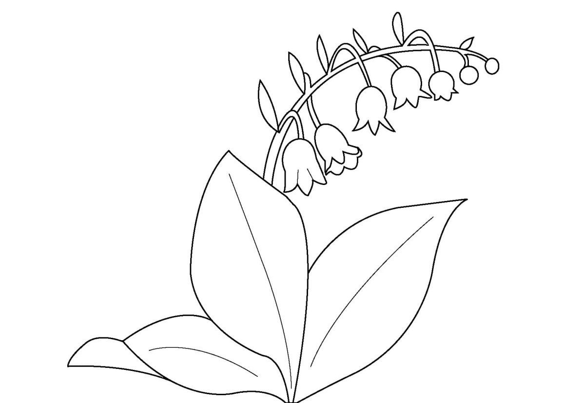 Раскраска Ландыш цветок