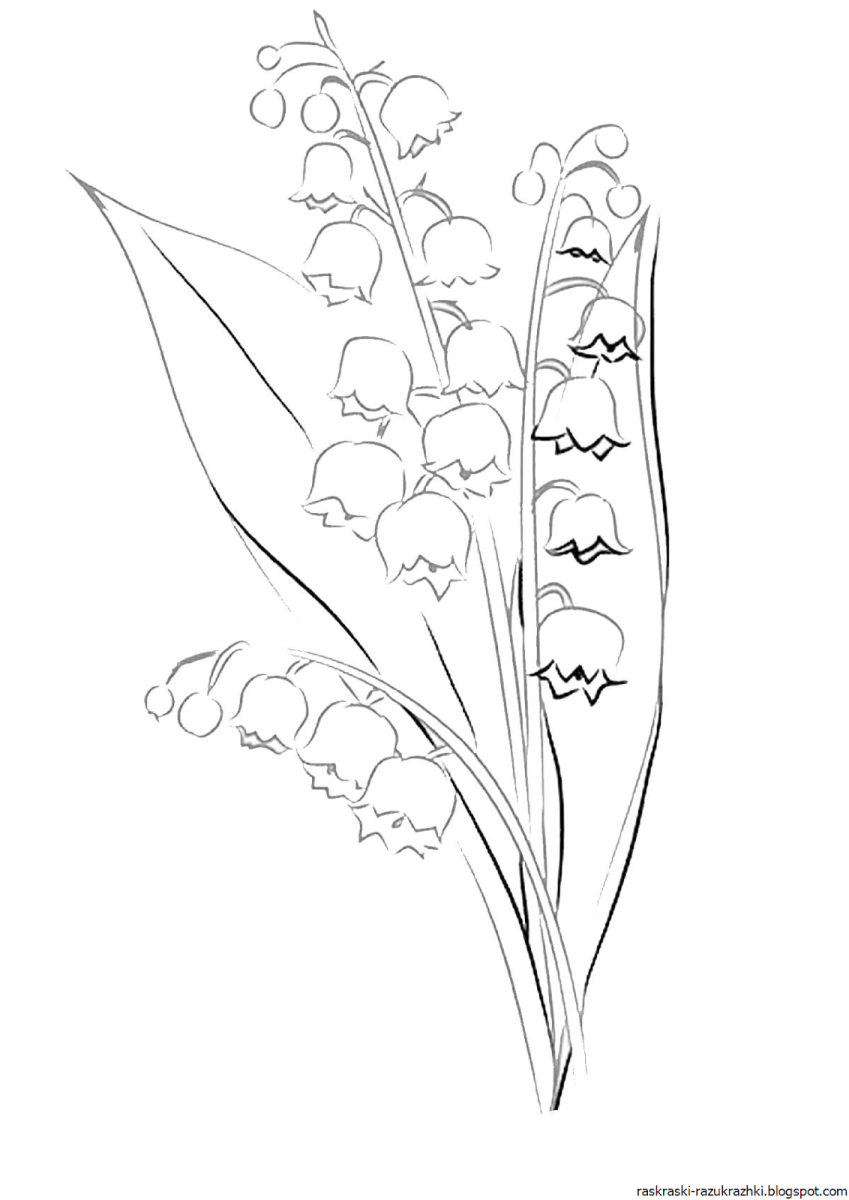 Плоды ландыша раскраска