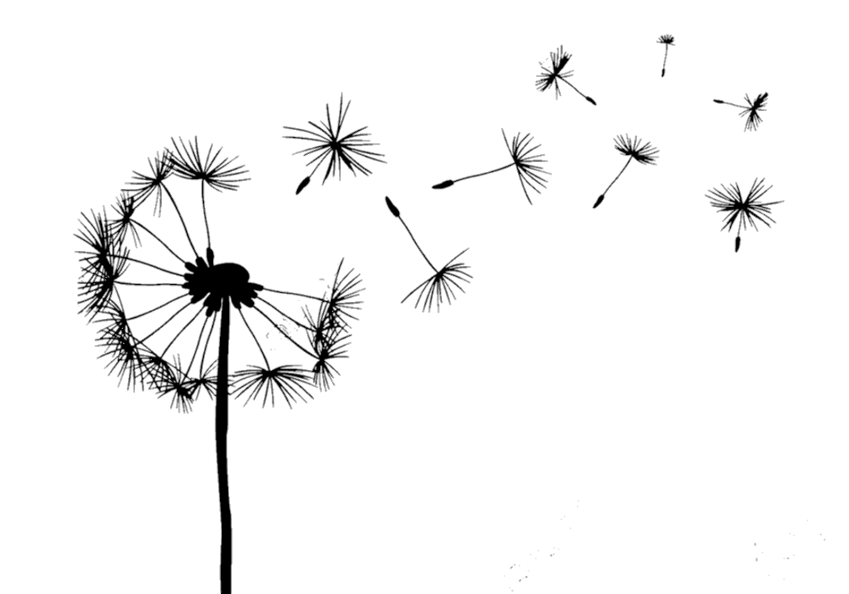 Одуванчик черно белый