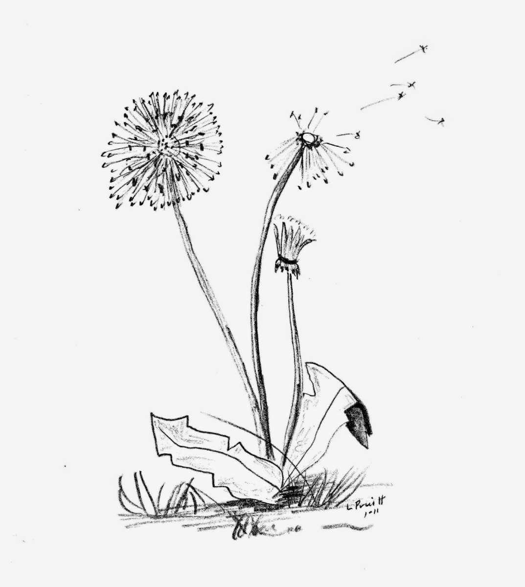 Одуванчик рисунок раскраска