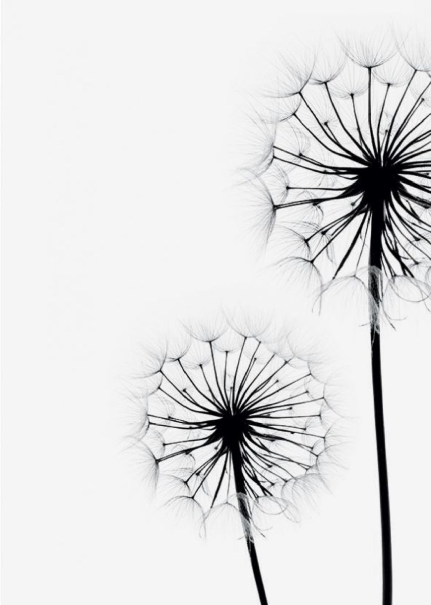 Одуванчик на белом фоне