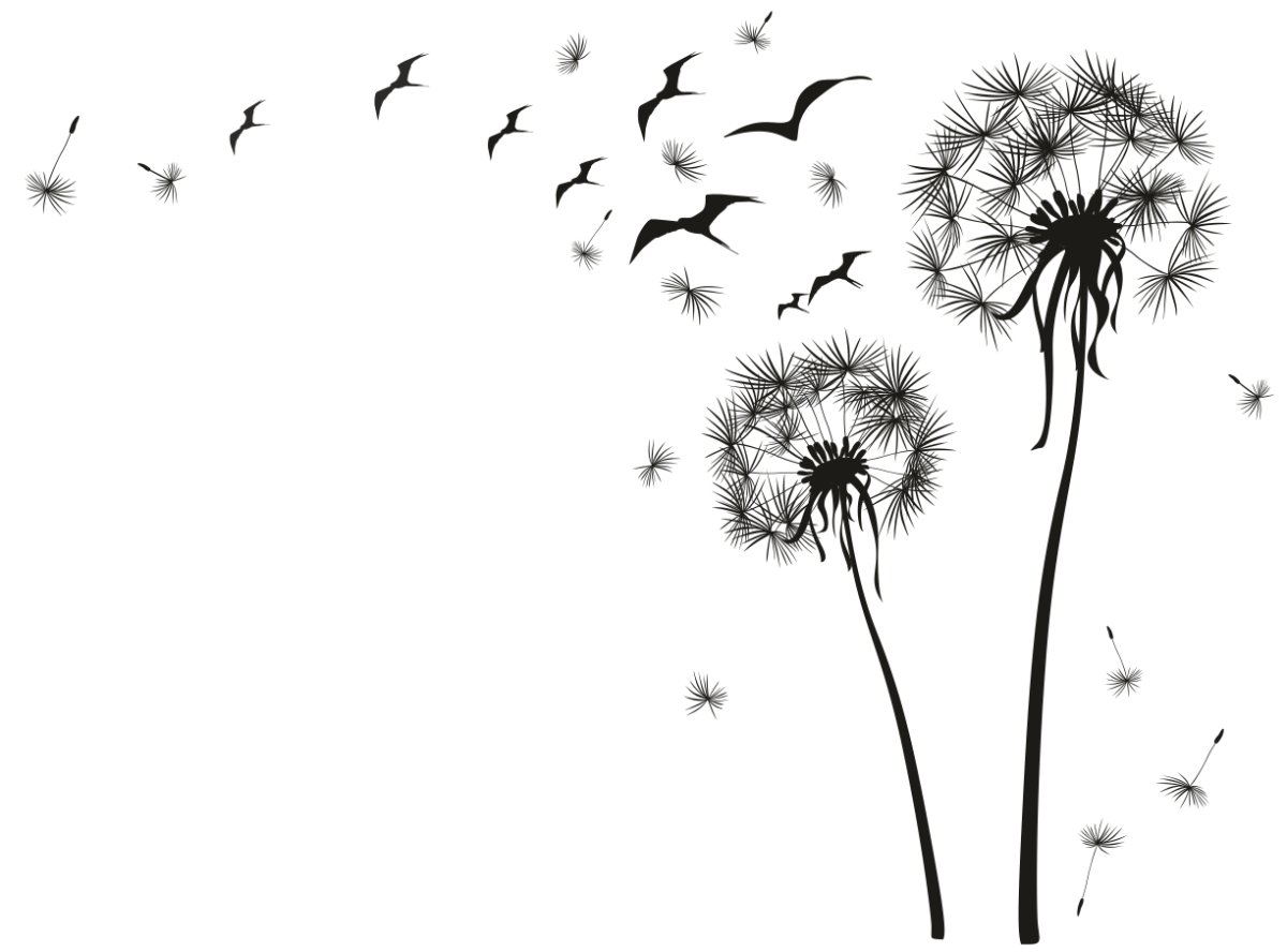 Одуванчик на белом фоне