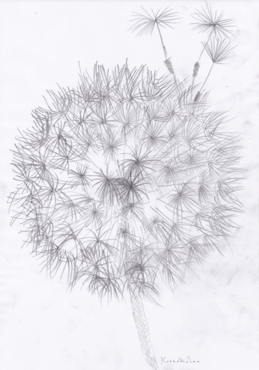 Одуванчик силуэт