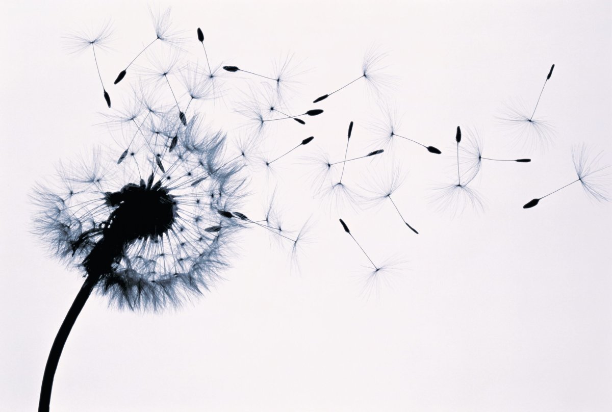 Одуванчик чб