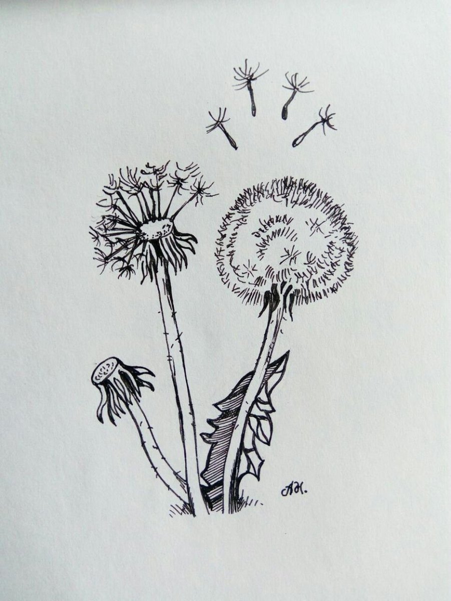 Одуванчик вектор