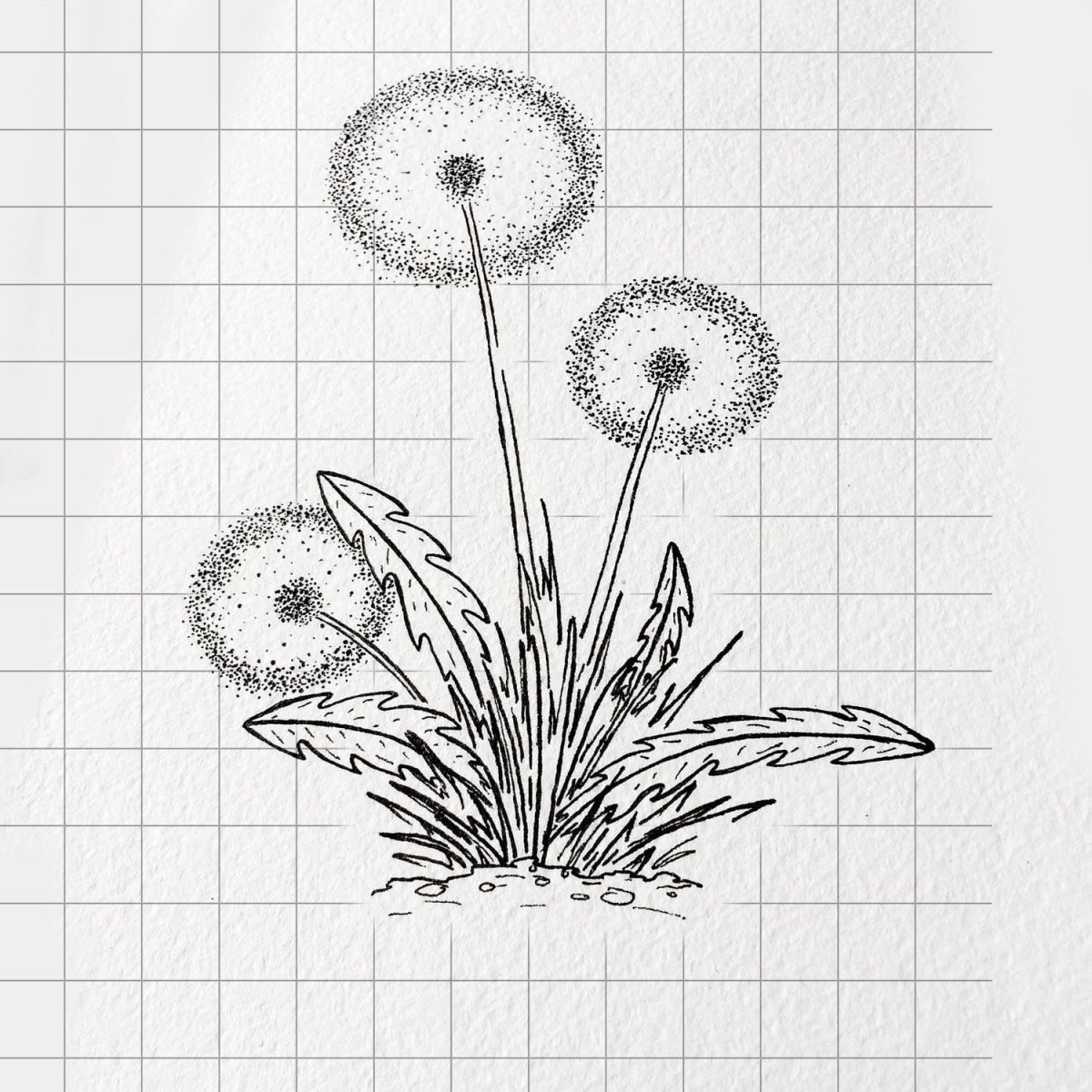 Одуванчики цветными карандашами