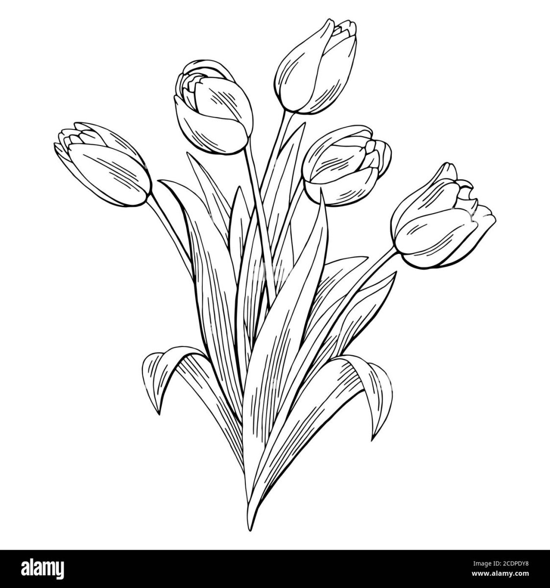 Скетчинг тюльпаны акварелью