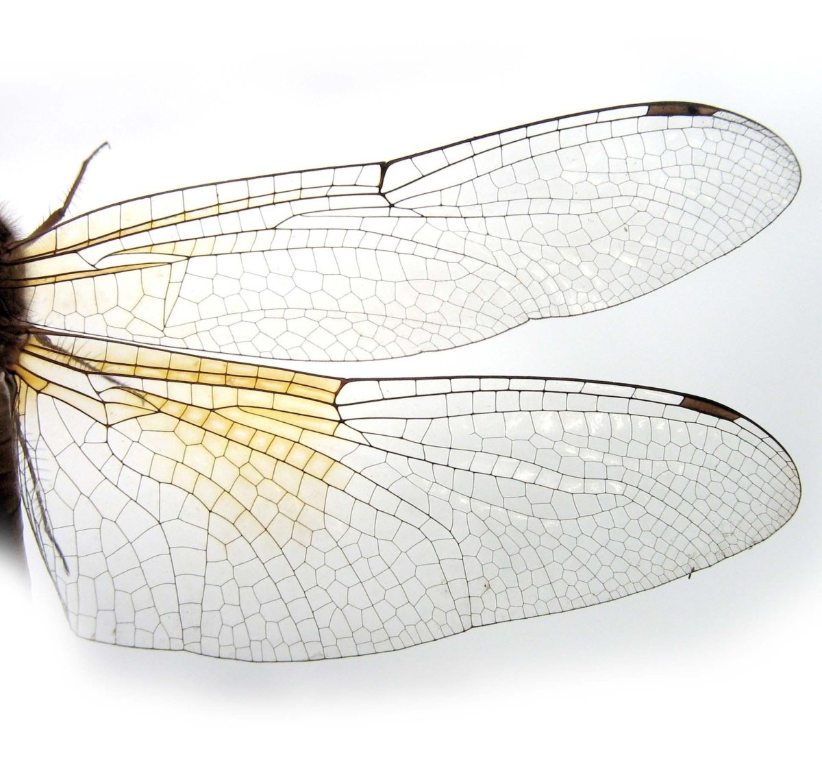 Крылышки Стрекозы