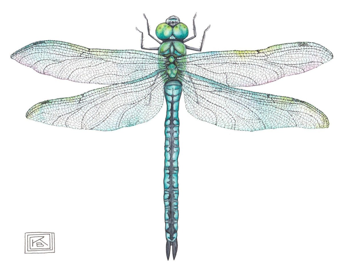 Стрекоза иллюстрация