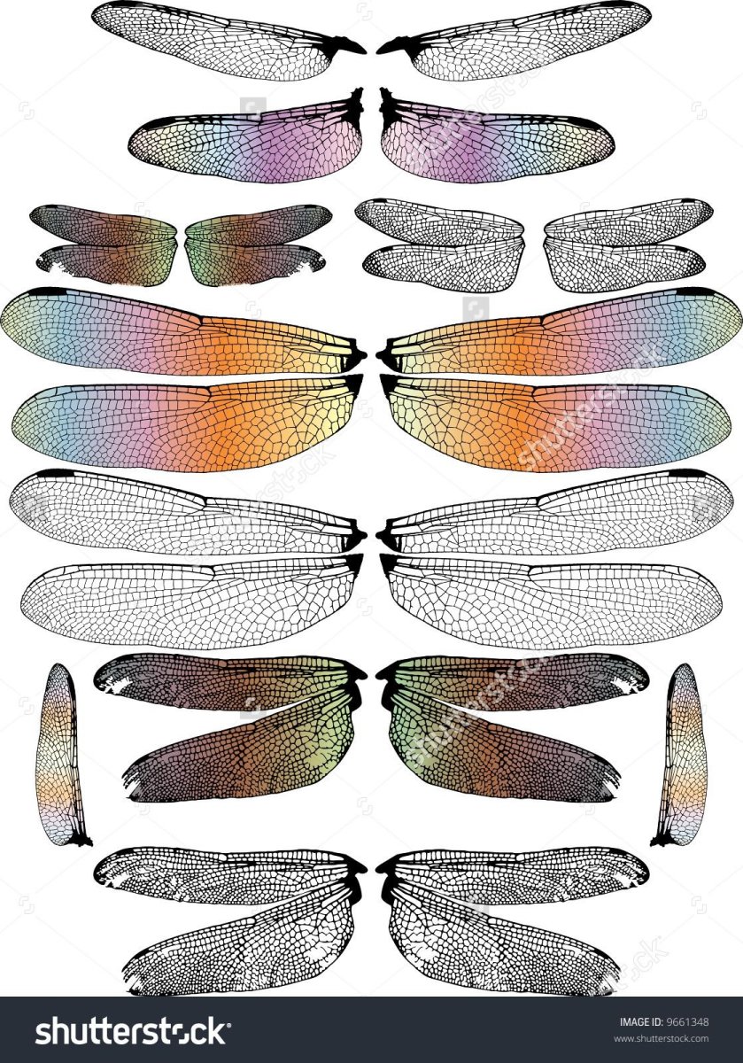 Форма крыльев Стрекозы
