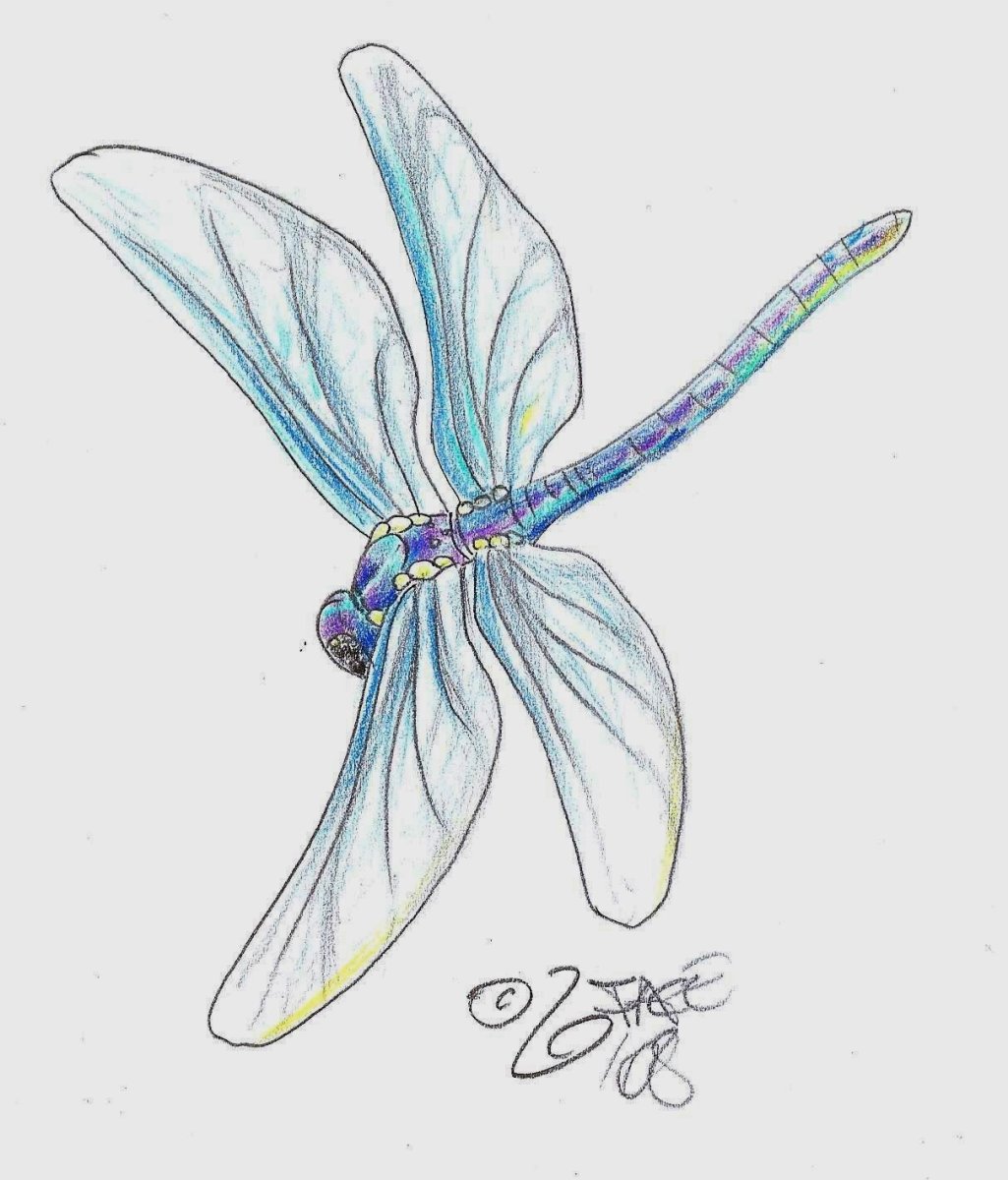 Стрекоза рисунок для детей