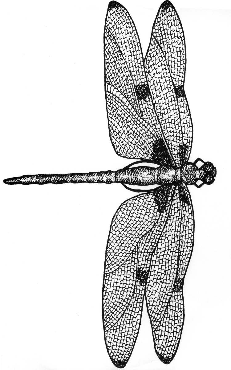 Графическая Стрекоза