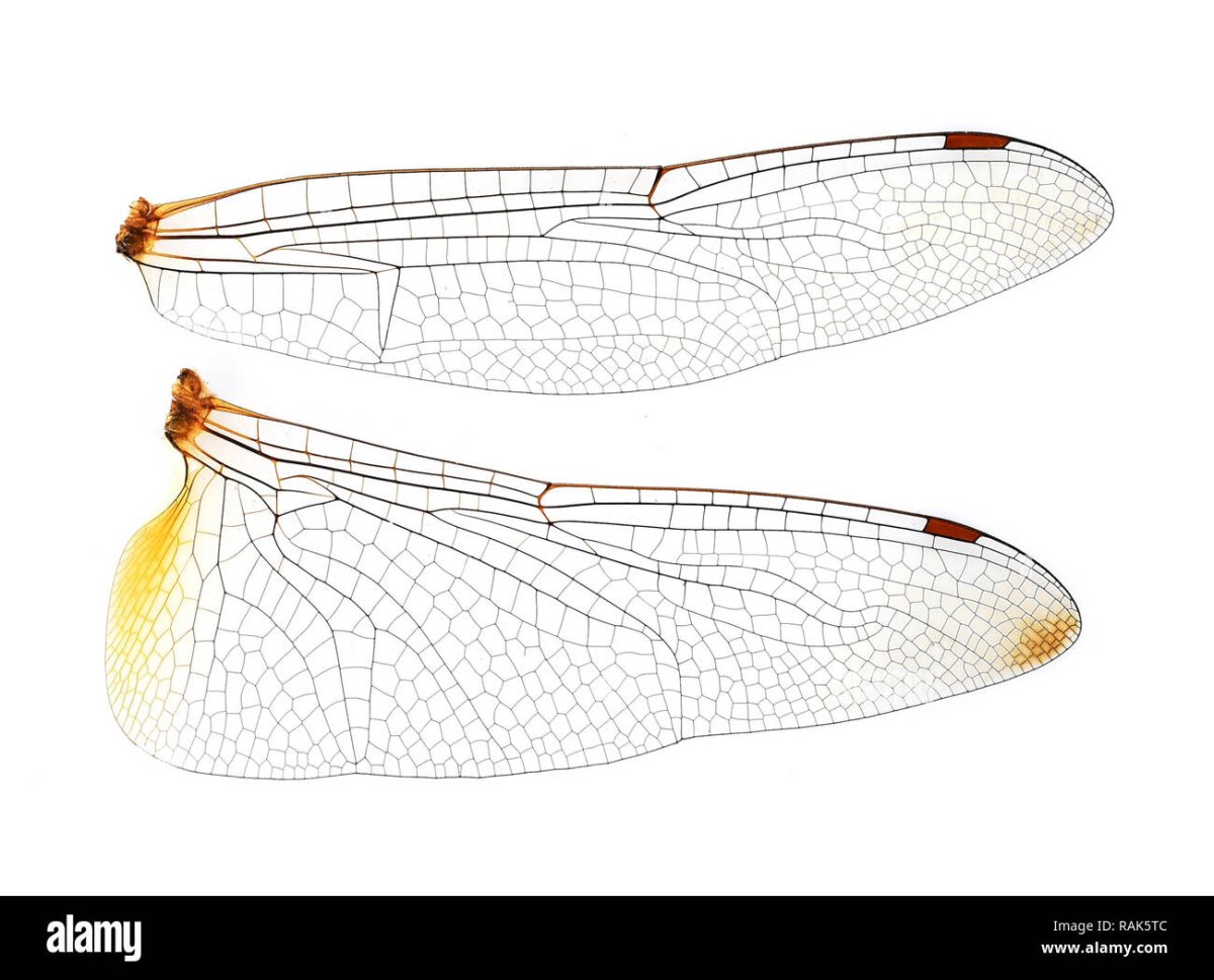 Сложенные Крылья Стрекозы