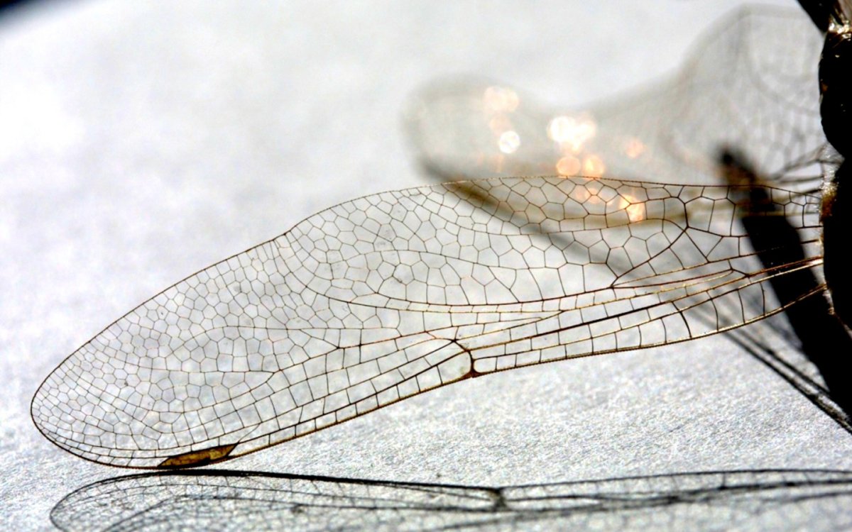 Стрекоза Эстетика