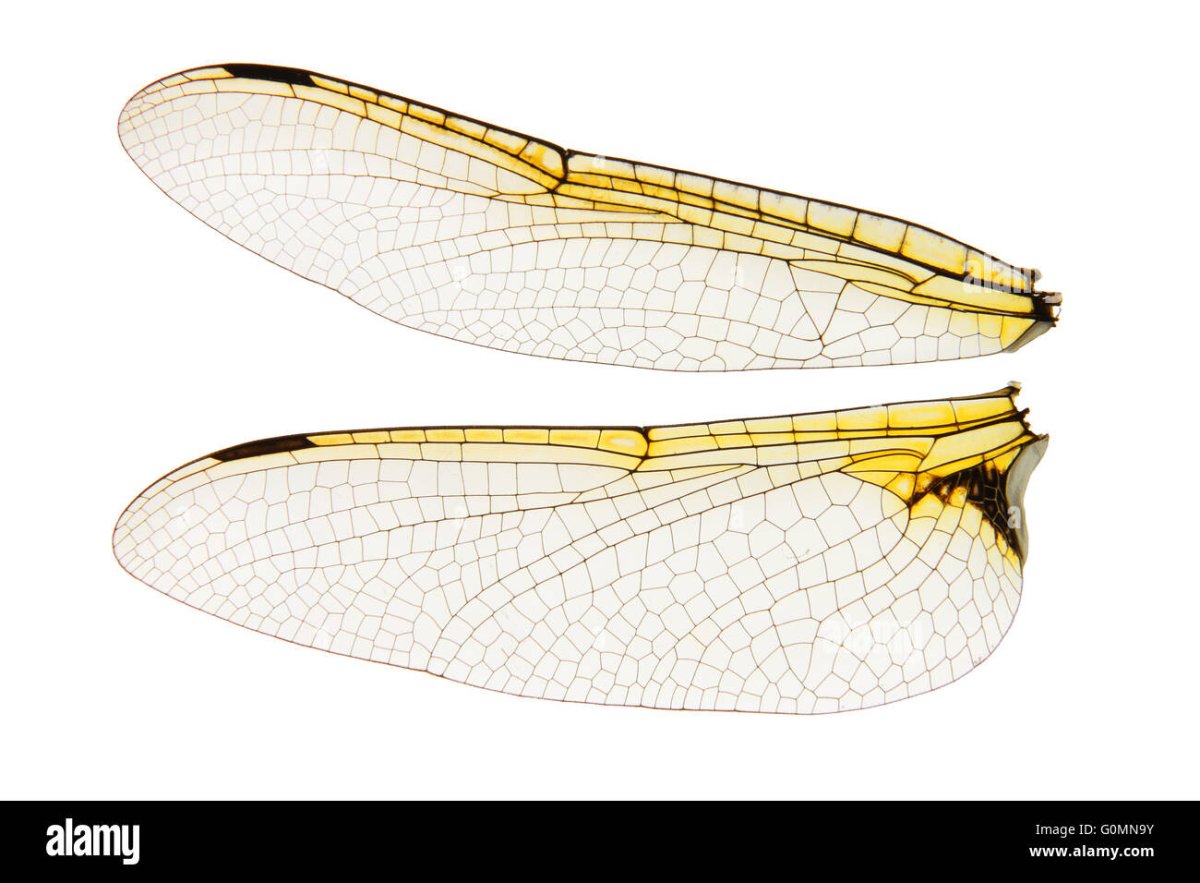 Крылья Стрекозы на прозрачном фоне