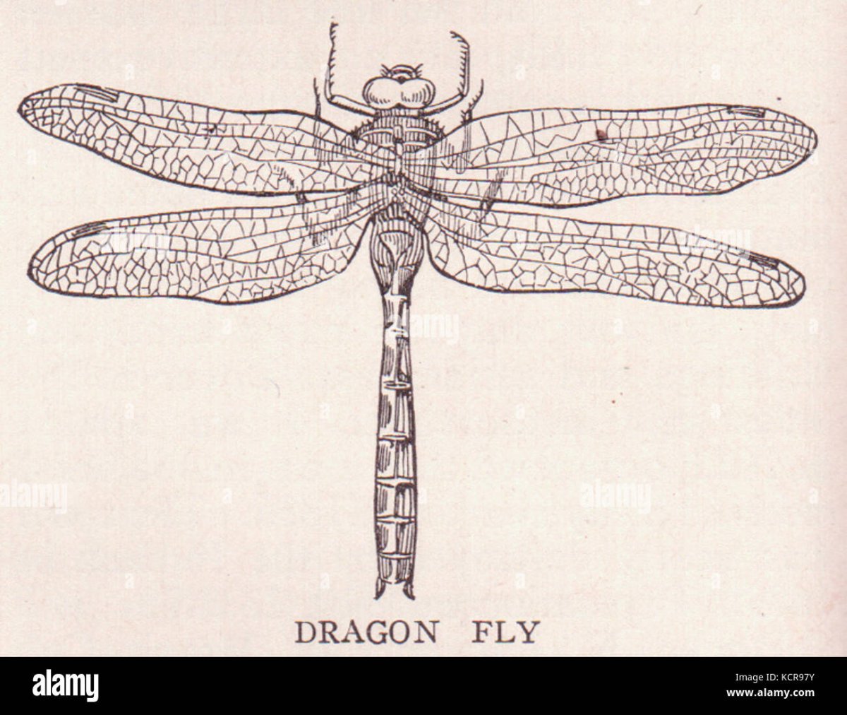 Строение Стрекозы рисунок