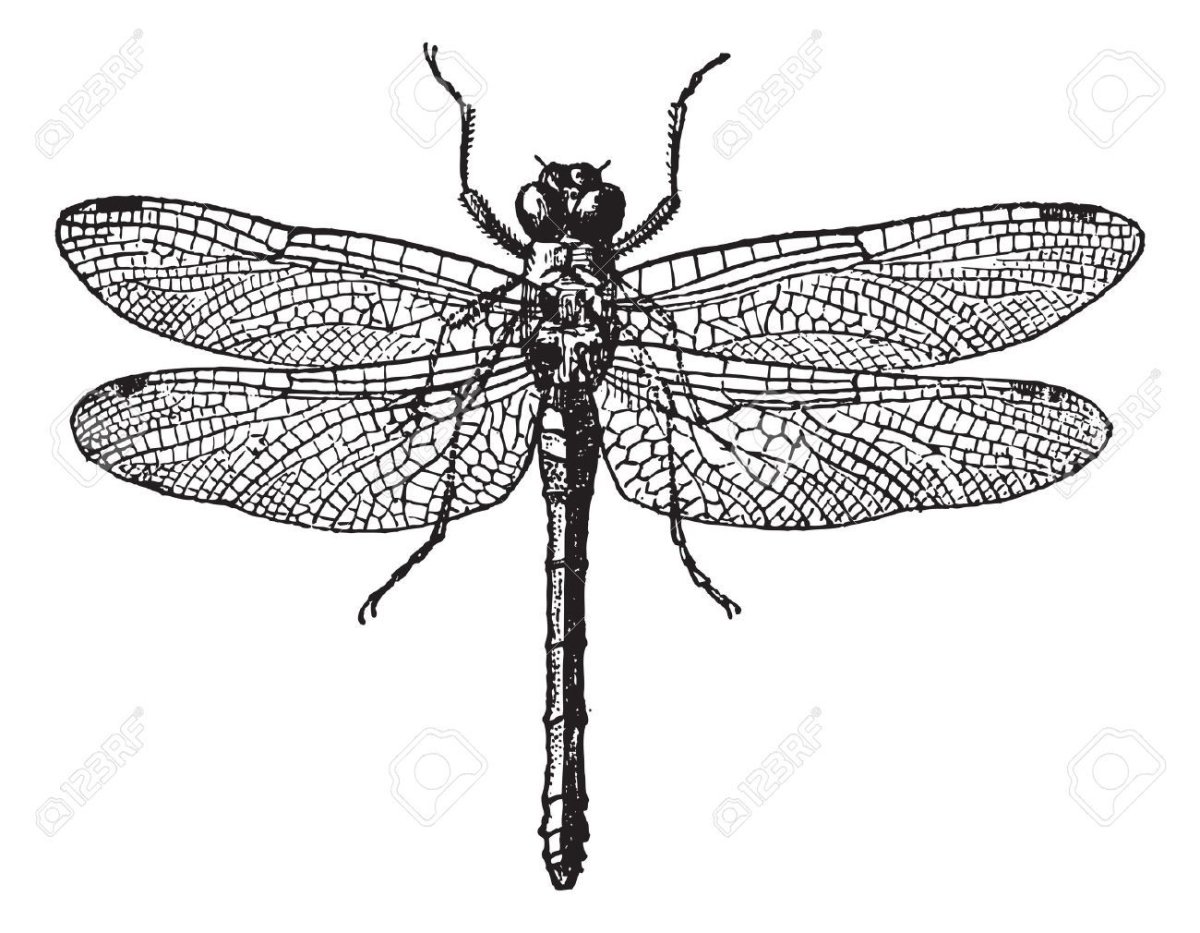 Стрекозы на старинных гравюрах