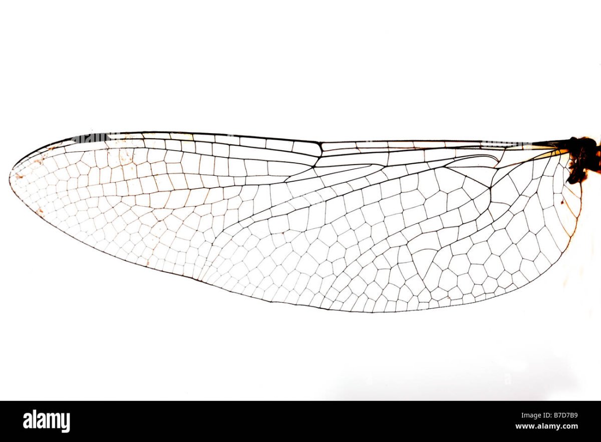 Крылья Стрекозы на прозрачном фоне