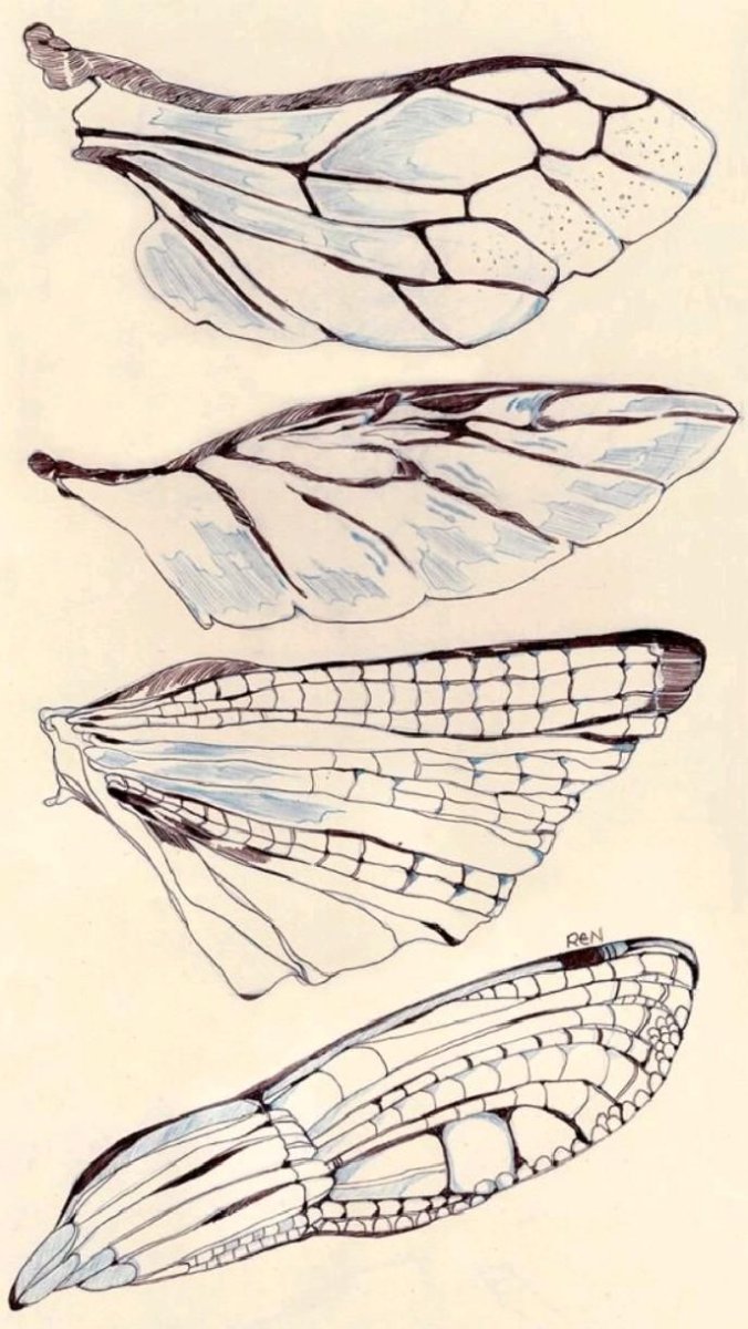Крылья насекомых референс