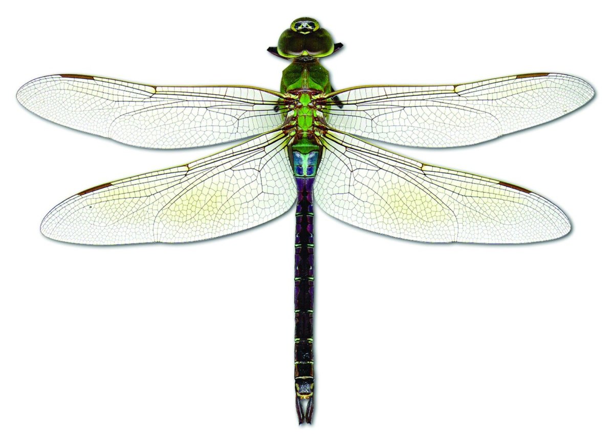 Стрекоза цветными карандашами