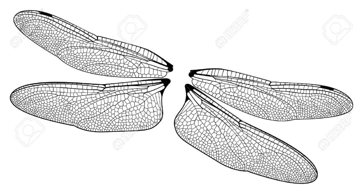 Крылья Стрекозы вектор