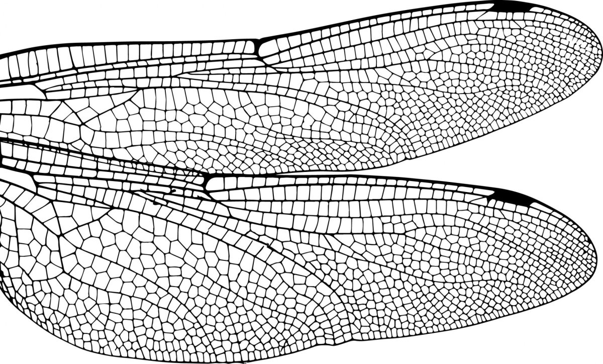 Стрекозиные Крылья