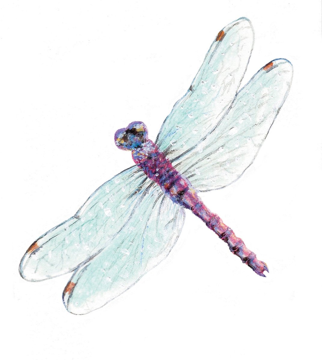 Стрекоза картинка для детей