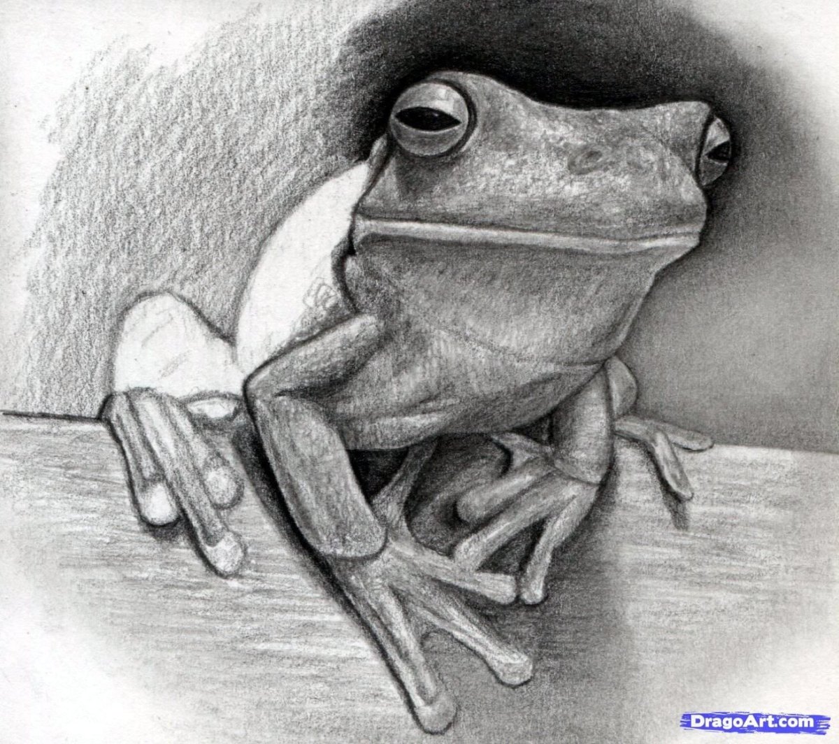 Лягушка рисунок карандашом