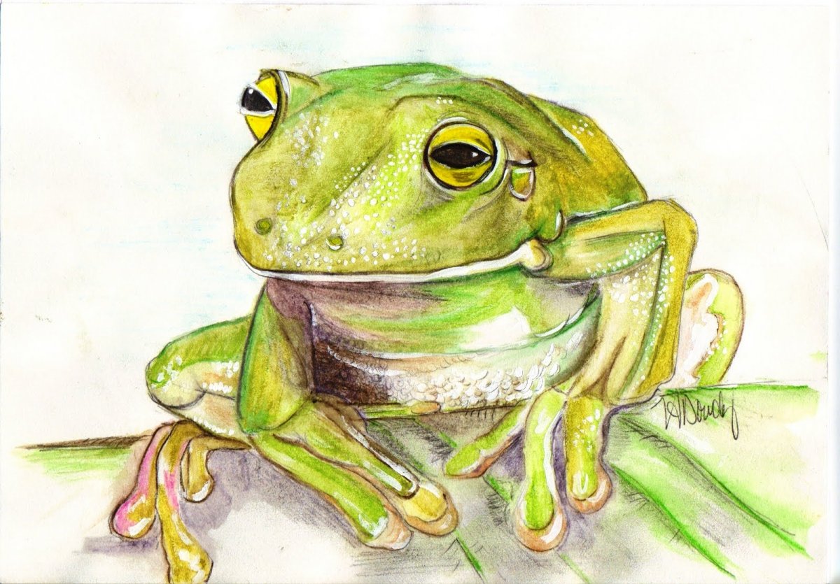 Футболка для РОБЛОКСА лягушка