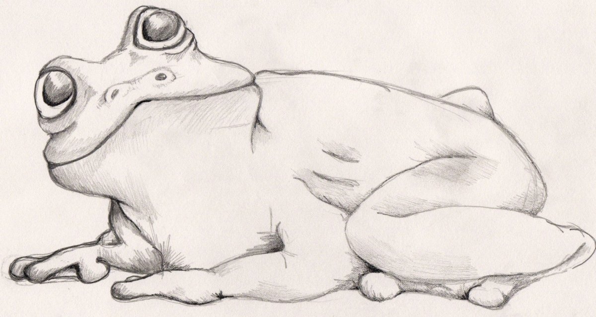 Лягушка трафарет