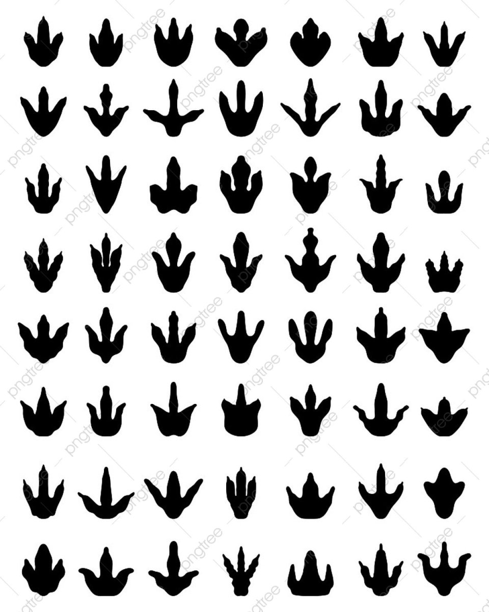 Отпечаток лапы крокодила