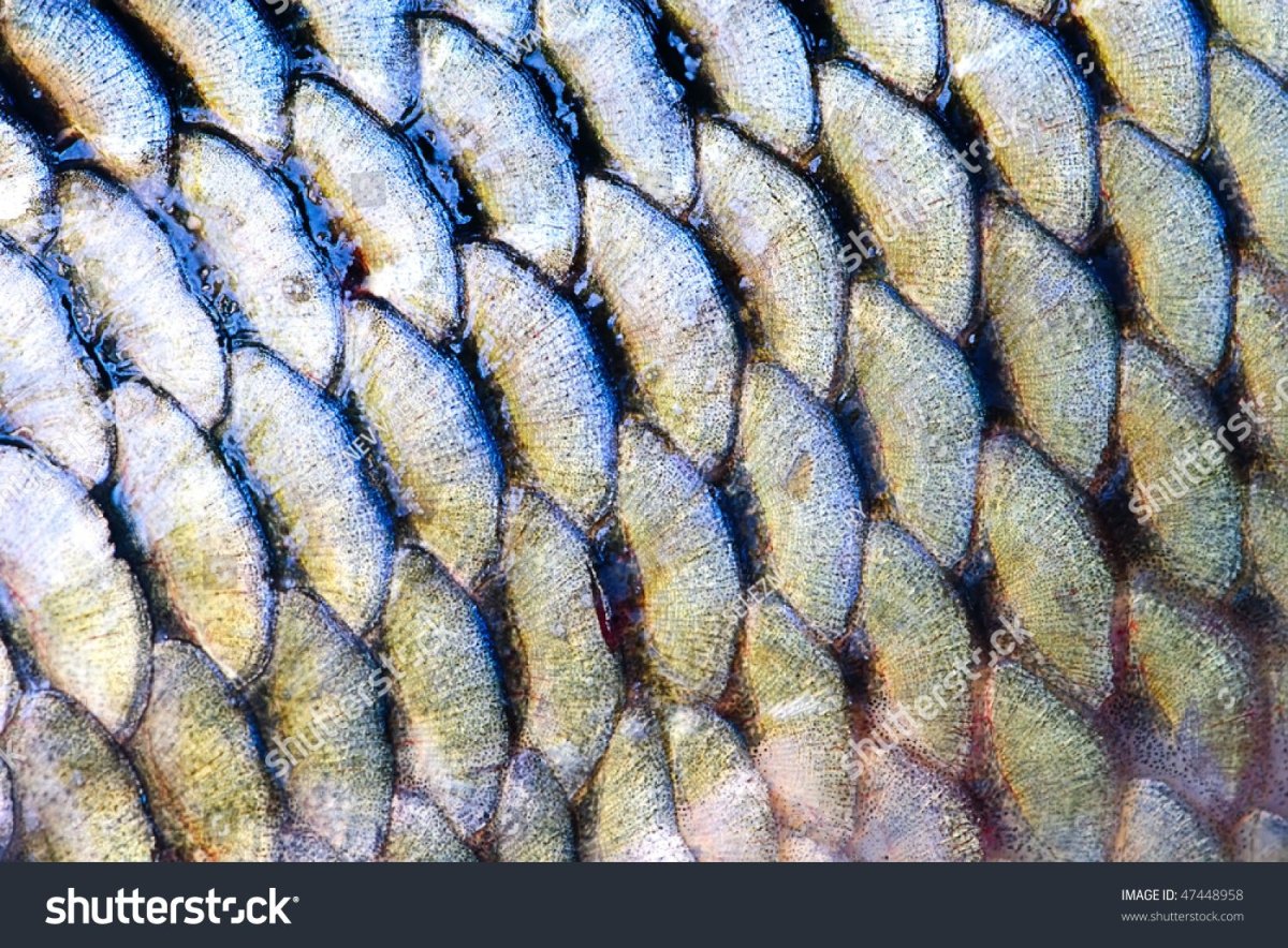 Чешуя змеи под микроскопом