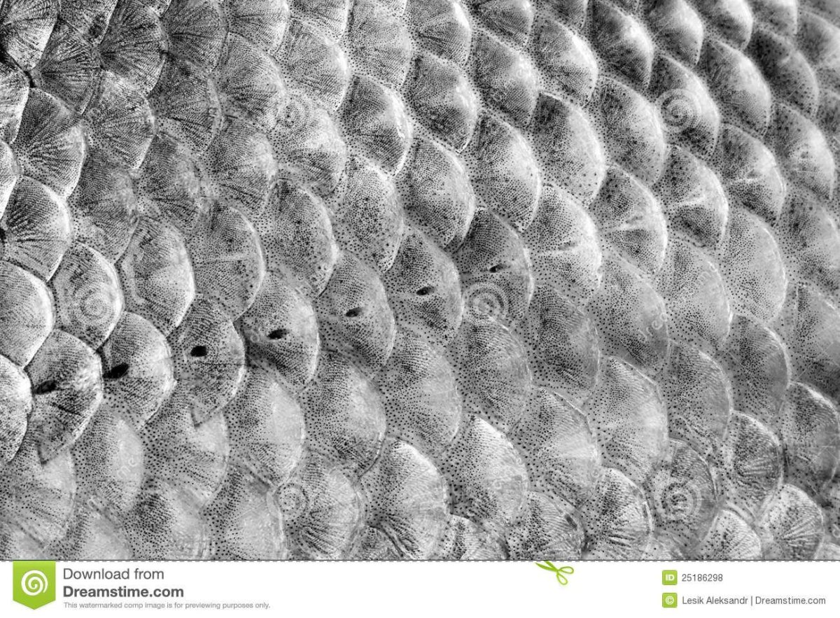 Рыбья чешуя вектор