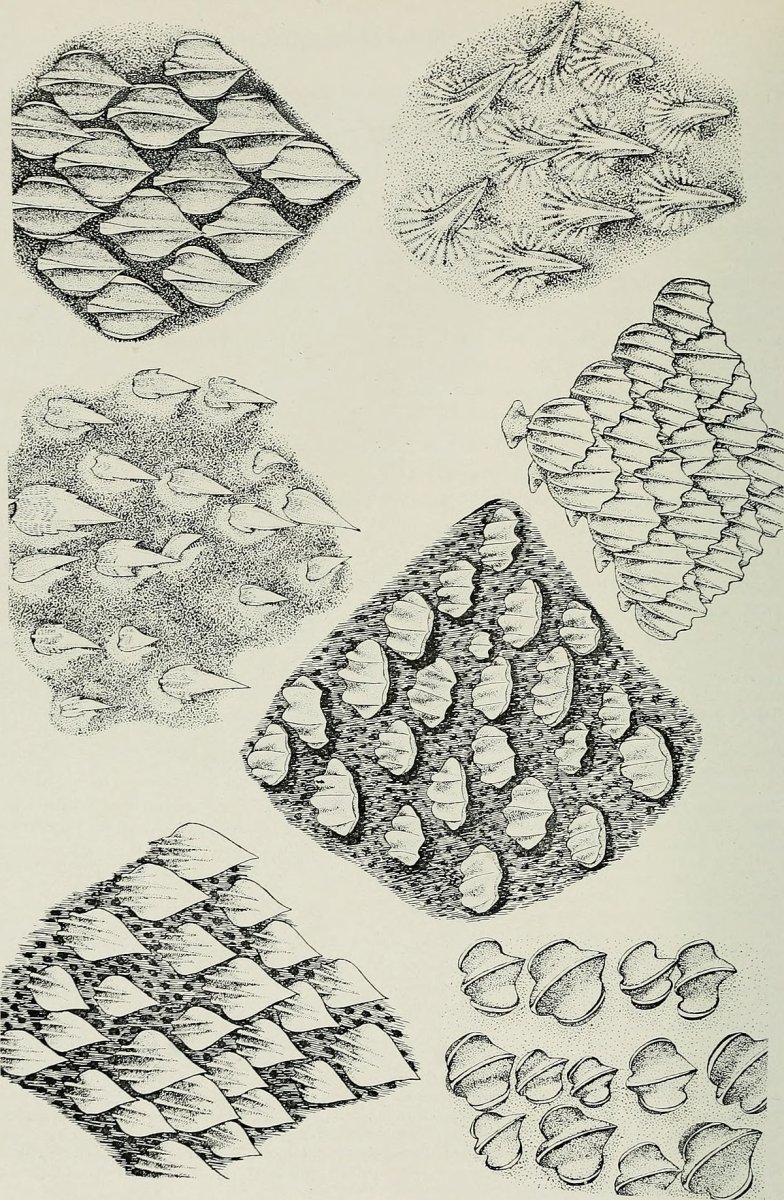 Паттерн чешуя рыбы