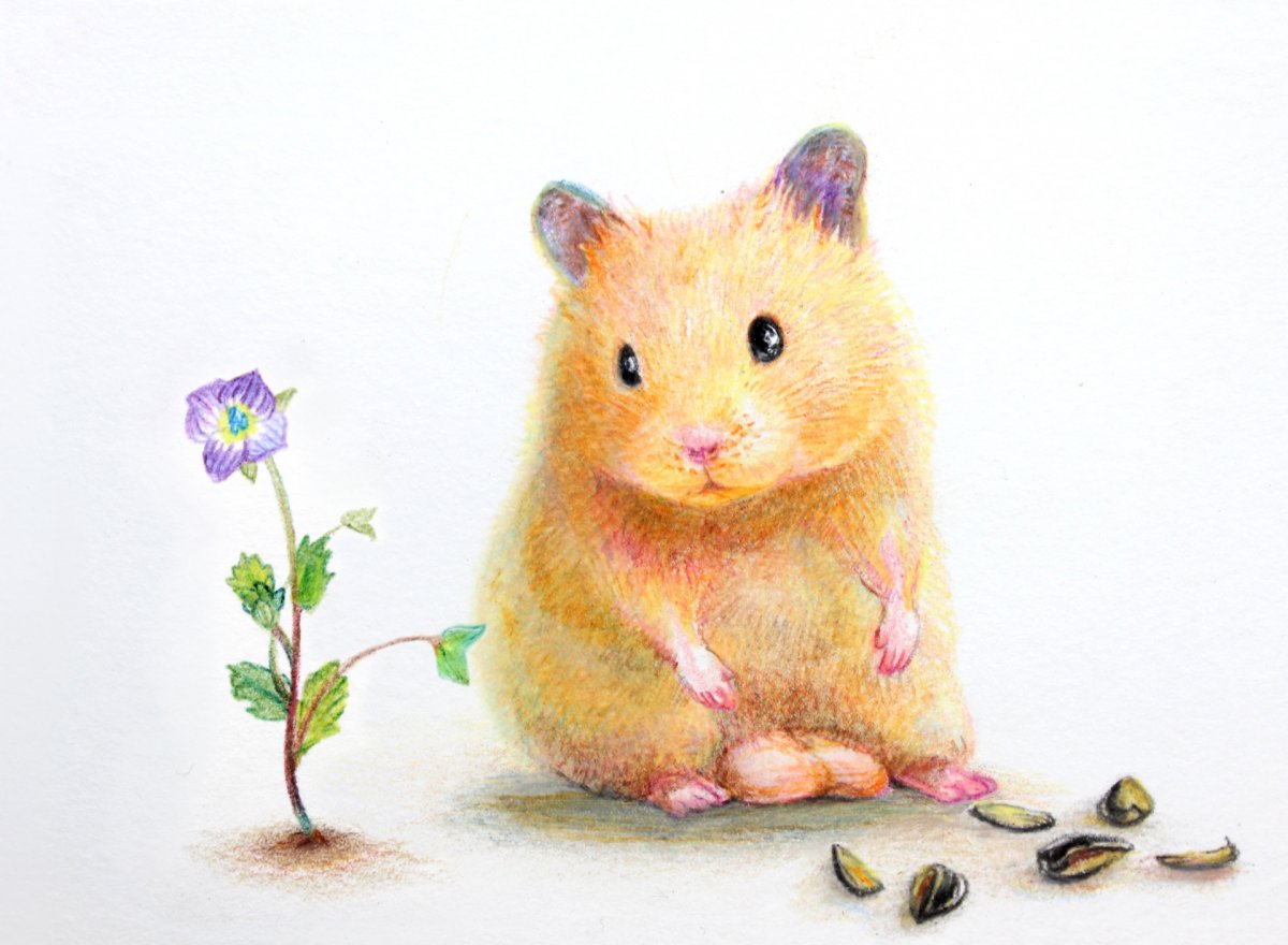 Хаус хомяков