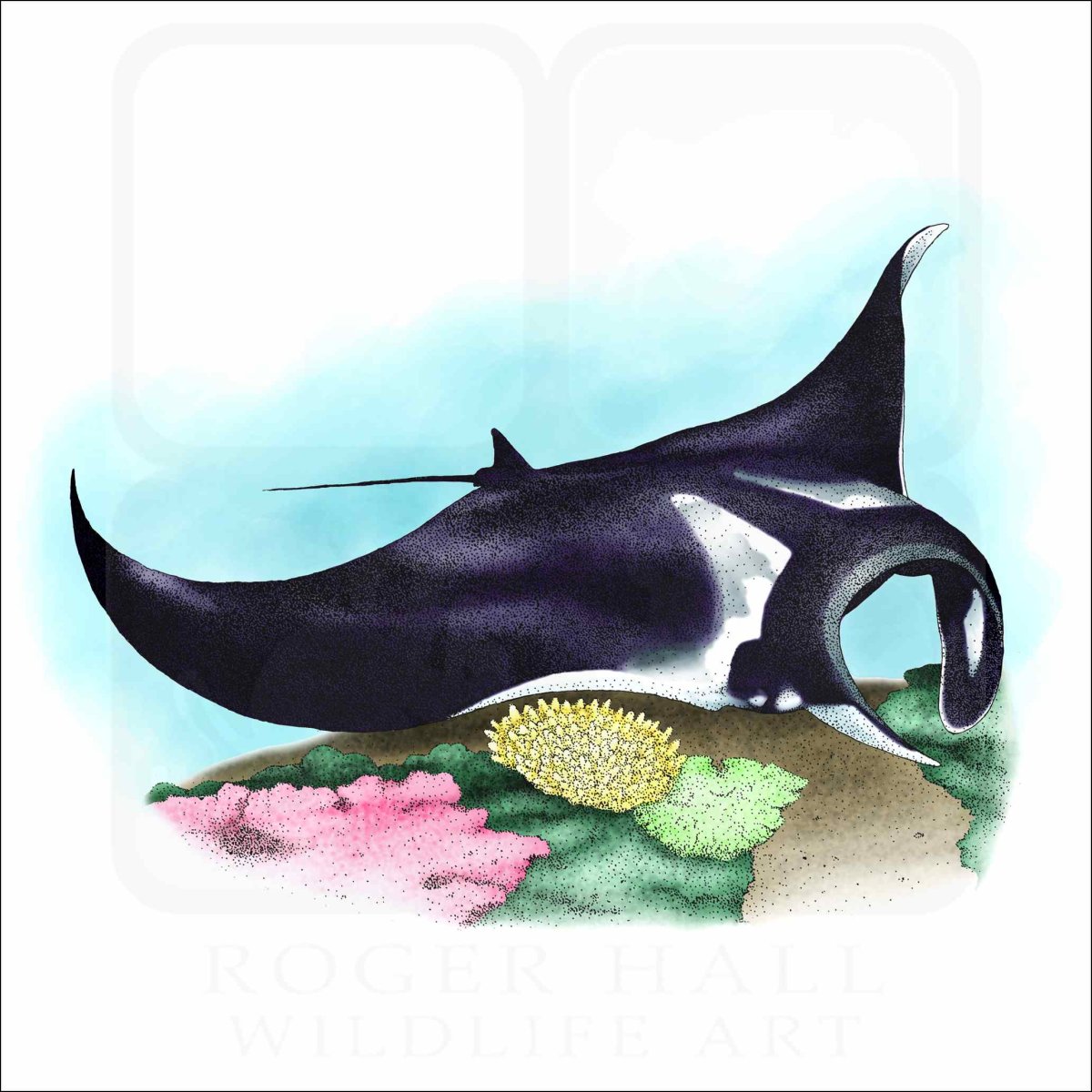 Манта акварель