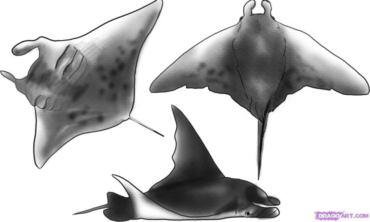 Скат для срисовки