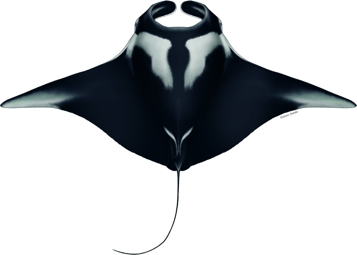 Скат Манта вид сбоку