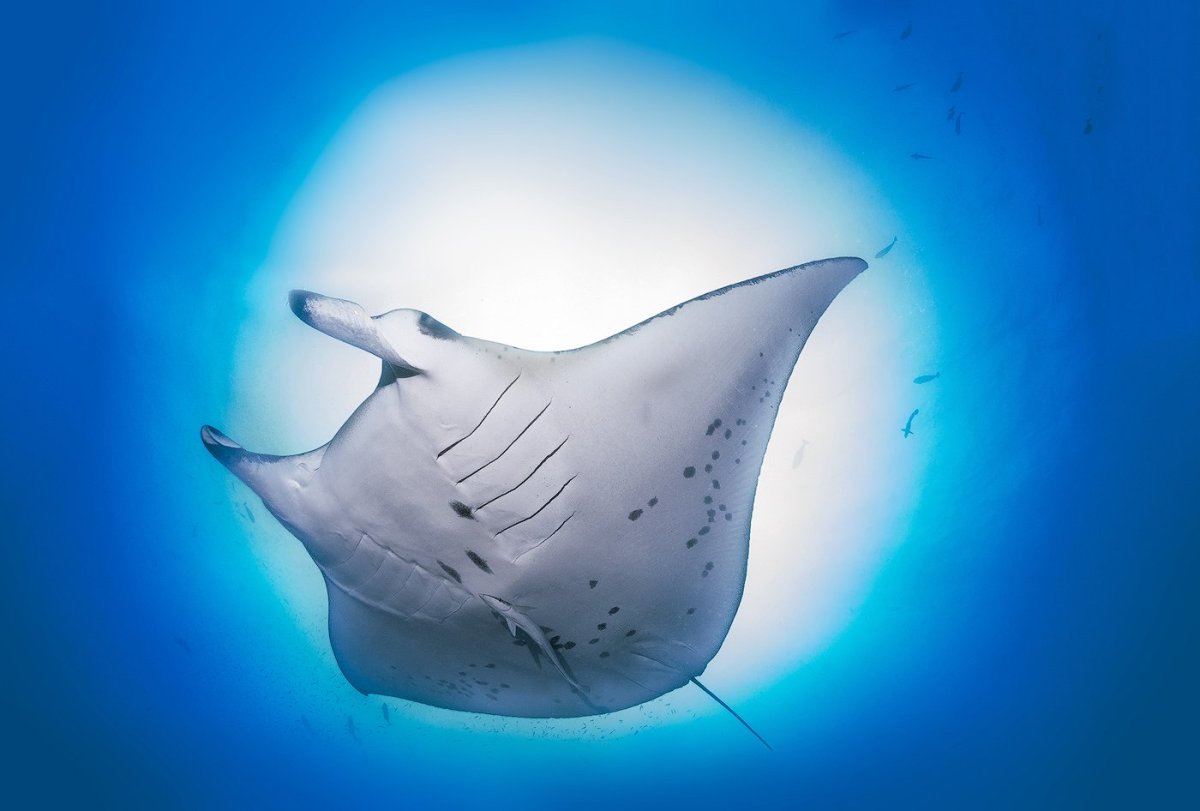 Скат Манта арт
