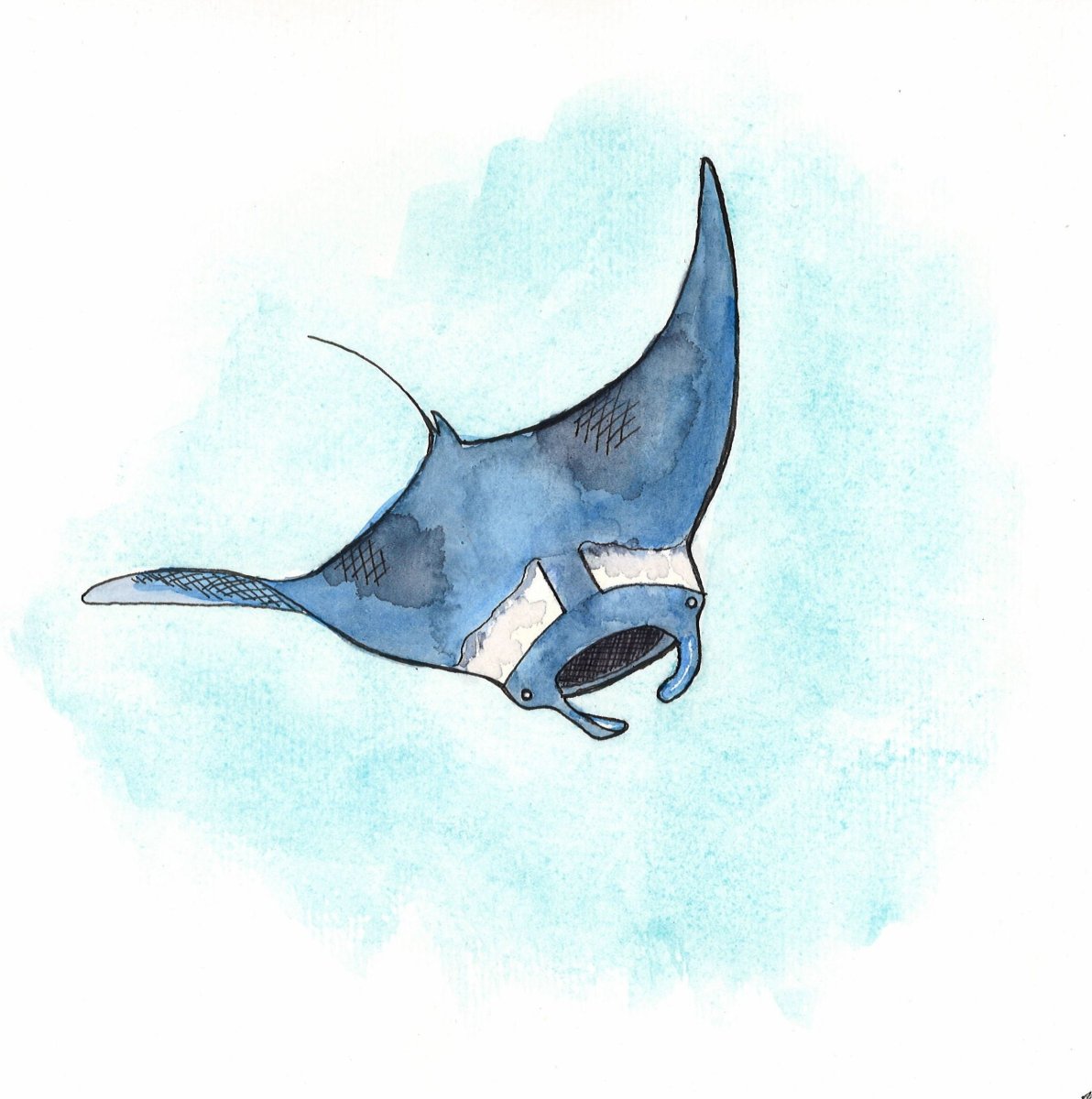 Манты рисунок